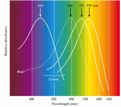 Cone Cells Relative Absorbance